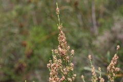 Passerina corymbosa