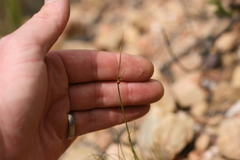 Ficinia angustifolia