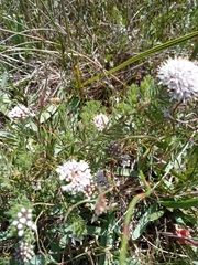 Agathosma cerefolium