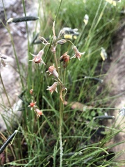 Tulbaghia acutiloba