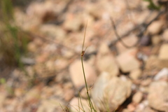 Ficinia angustifolia