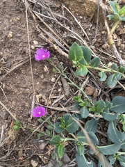 Corbichonia decumbens