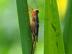 Cardiodactylus esakii