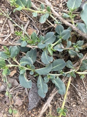 Corbichonia decumbens