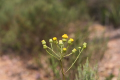 Senecio chrysocoma