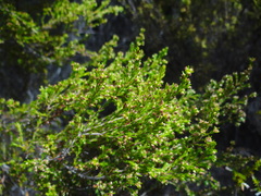 Erica axillaris