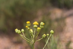 Senecio chrysocoma