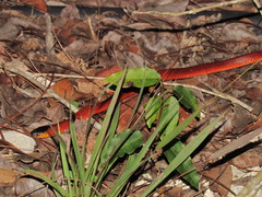 Micrurus diastema
