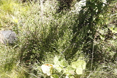 Indigofera dodii