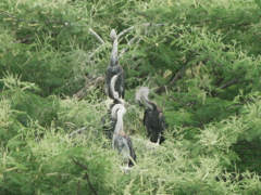 Anhinga melanogaster