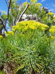 Hymenolepis crithmifolia