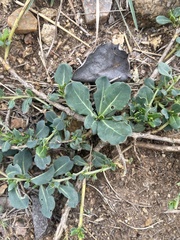 Corbichonia decumbens