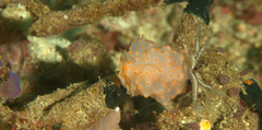 Halgerda batangas