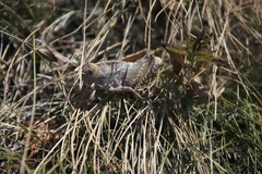 Prionotropis hystrix