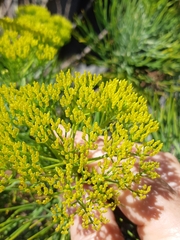 Hymenolepis crithmifolia