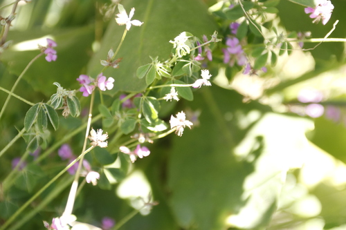 Cape Town Indigo (Indigofera dodii)