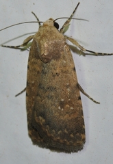 Caradrina flava