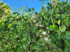 Jasminum fluminense