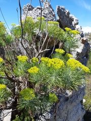 Hymenolepis crithmifolia