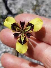 Moraea lurida