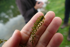 Elodea