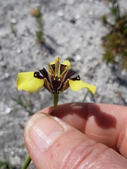 Moraea lurida