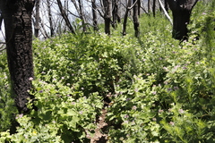 Pelargonium vitifolium