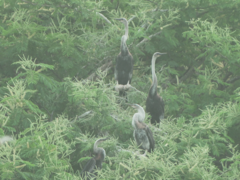 Anhinga melanogaster