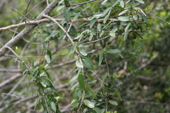 Cynanchum ellipticum