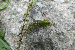 Elodea