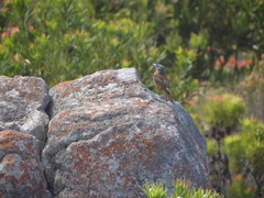 Monticola rupestris