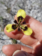 Moraea lurida