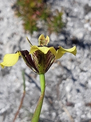 Moraea lurida