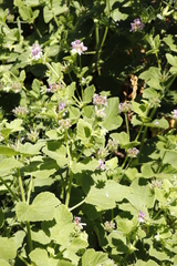 Pelargonium vitifolium