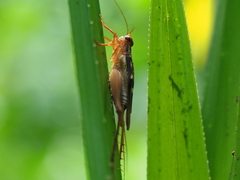 Cardiodactylus esakii