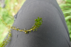 Elodea