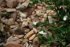 Carissa bispinosa