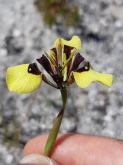 Moraea lurida