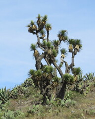 Yucca periculosa