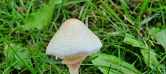 Lepiota cristata