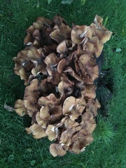 Desarmillaria tabescens