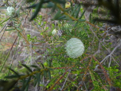 Cliffortia ruscifolia