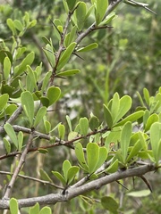 Gymnosporia maranguensis