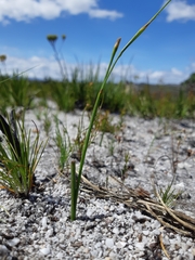 Moraea lurida