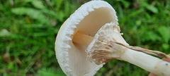 Lepiota cristata
