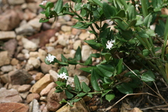 Carissa bispinosa