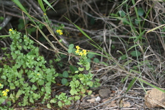Cineraria saxifraga