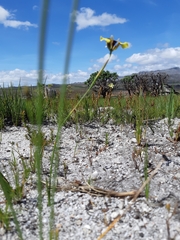Moraea lurida