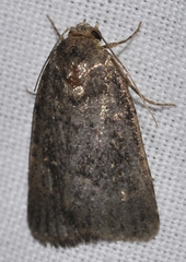 Caradrina germainii