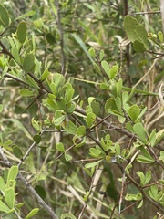 Gymnosporia maranguensis